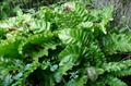 hart's-tongue fern 